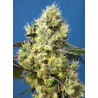 SWEET GELATO AUTO · Sweet Seeds · semillas de marihuana · AutoFem