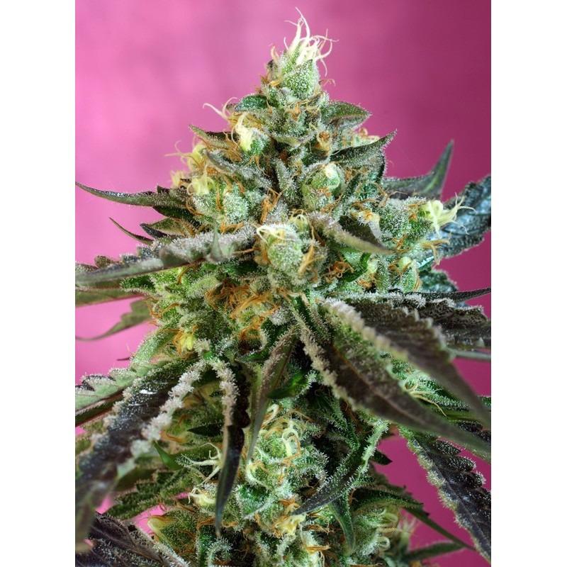 SWEET NURSE AUTO CBD · Sweet Seeds · semillas de marihuana · AutoFem