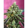 SWEET NURSE AUTO CBD · Sweet Seeds · semillas de marihuana · AutoFem