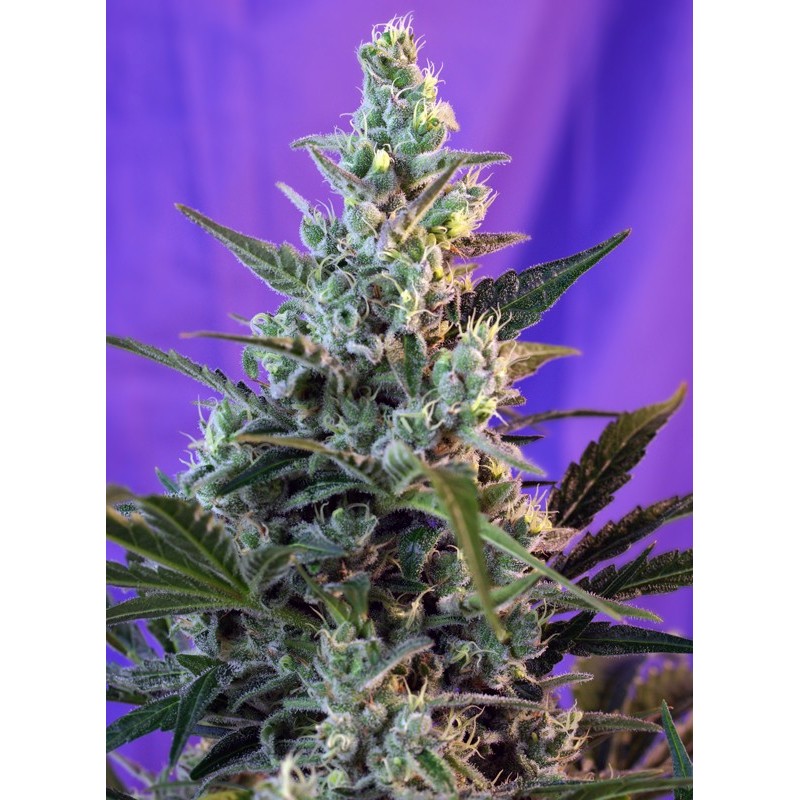 SWEET SKUNK F1 FAST VERSION · Sweet Seeds · semi di canapa indiana · Fem