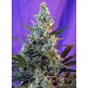 SWEET SKUNK F1 FAST VERSION · Sweet Seeds · semi di canapa indiana · Fem
