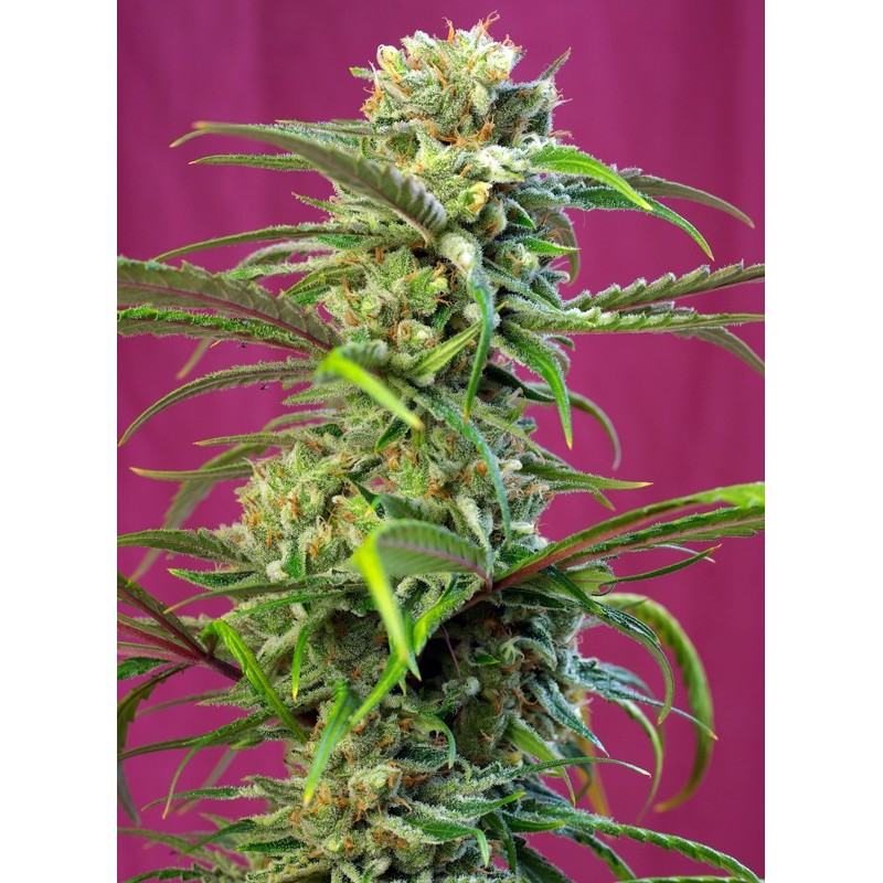 SWEET TAI · Sweet Seeds · semillas de marihuana · Fem