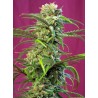 SWEET TAI · Sweet Seeds · semillas de marihuana · Fem