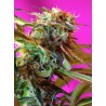 WILD ROSE · Sweet Seeds · semillas de marihuana · Fem