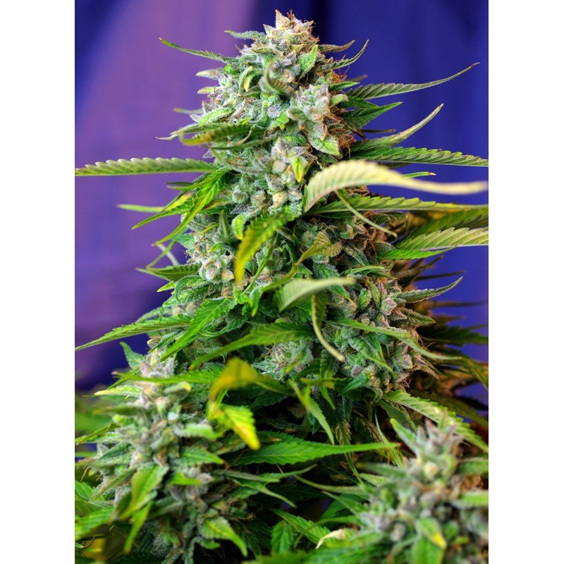 JACK 47 AUTO · Sweet Seeds · semillas de marihuana · AutoFem