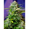 JACK 47 AUTO · Sweet Seeds · semillas de marihuana · AutoFem