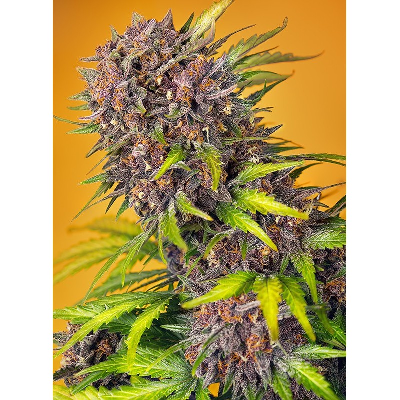 DIABLO ROJO XL AUTO · Sweet Seeds · semillas de marihuana · AutoFem
