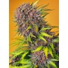 DIABLO ROJO XL AUTO · Sweet Seeds · semillas de marihuana · AutoFem