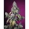 JEALOUSY Z XL AUTO · Sweet Seeds · semillas de marihuana · AutoFem