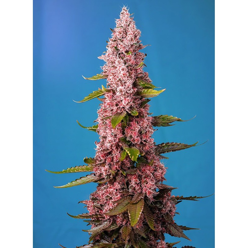 RED HOT COOKIES · Sweet Seeds · semillas de marihuana · Fem