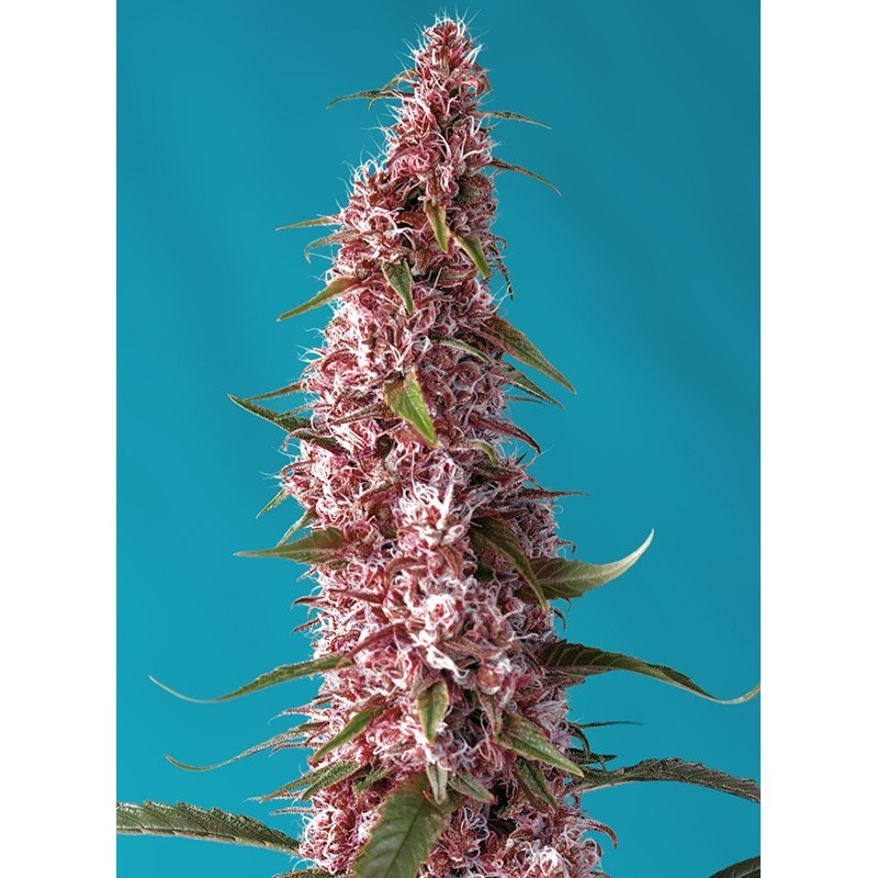 RED PURE AUTO CBD · Sweet Seeds · semillas de marihuana · AutoFem