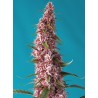 RED PURE AUTO CBD · Sweet Seeds · semillas de marihuana · AutoFem