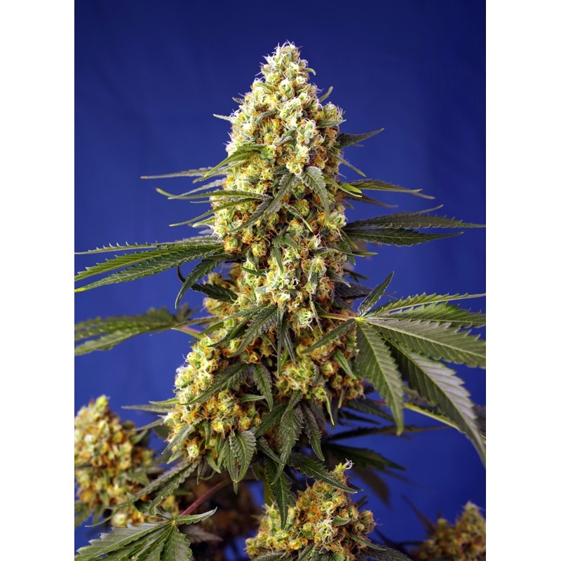 STRAWBERRY BANANA GELATO XL AUTO · Sweet Seeds · semillas de marihuana · AutoFem