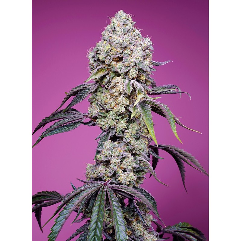 SWEET MANDARINE ZKITTLEZ F1 FAST VERSION · Sweet Seeds · semillas de marihuana · Fem