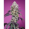 SWEET MANDARINE ZKITTLEZ F1 FAST VERSION · Sweet Seeds · semillas de marihuana · Fem