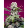 SWEET MANDARINE ZKITTLEZ XL AUTO · Sweet Seeds · semillas de marihuana · AutoFem