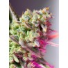 SWEET MIMOSA XL AUTO · Sweet Seeds · semillas de marihuana · AutoFem