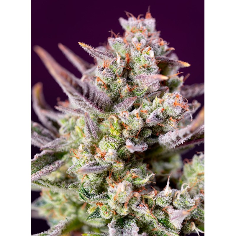 SWEET ZENZATION XL AUTO · Sweet Seeds · semillas de marihuana · AutoFem