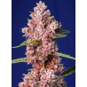 TROPICANNA POISON F1 FAST VERSION · Sweet Seeds · semillas de marihuana · Fem