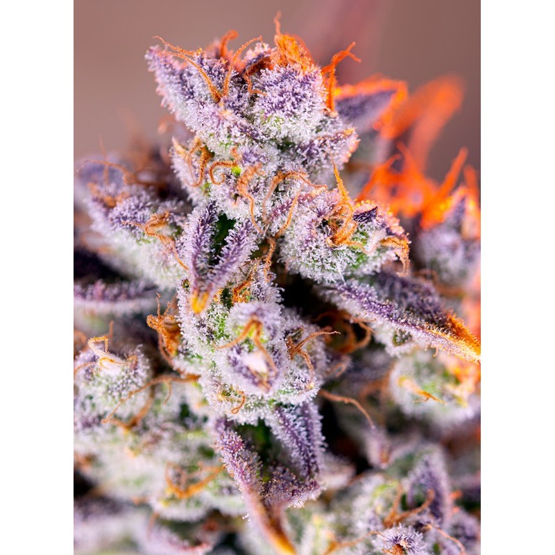 TROPICANNA POISON XL AUTO · Sweet Seeds · semillas de marihuana · AutoFem