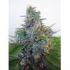AUTO BLUE AMNESIA · Ministry of Cannabis · semillas de marihuana · Auto Fem