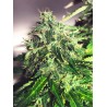 AUTO CANNABIS LIGHT · Ministry of Cannabis · semillas de marihuana · Auto Fem