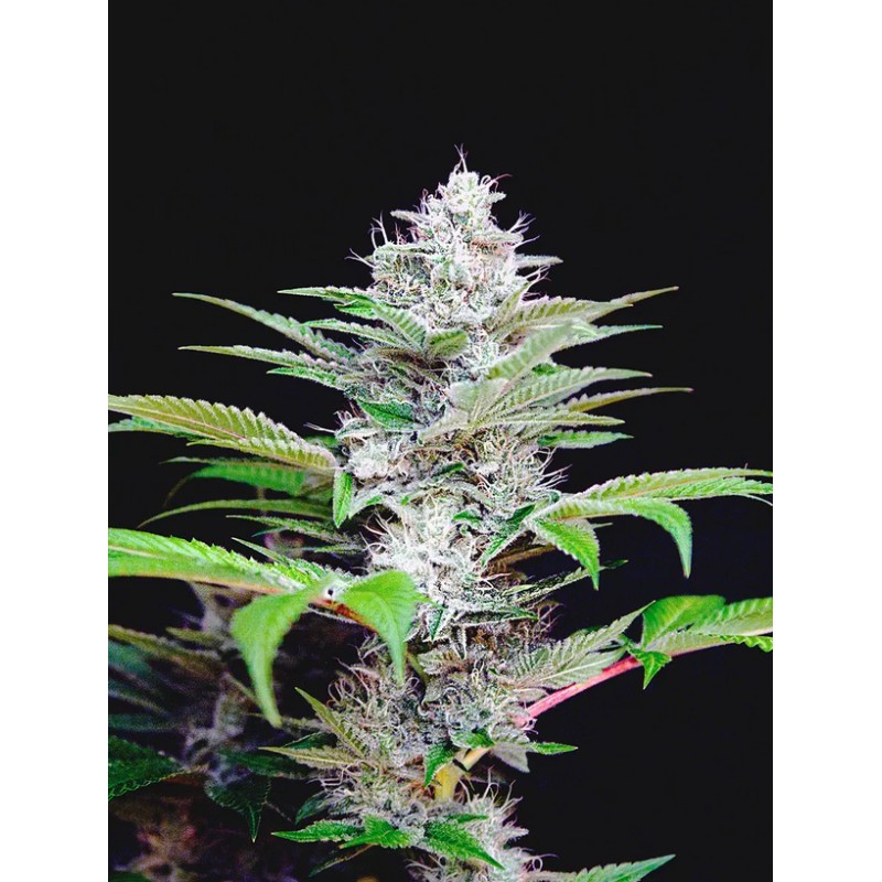 AUTO CBD STAR · Ministry of Cannabis · semillas de marihuana · Auto Fem