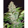 AUTO CHEESE NL · Ministry of Cannabis · semillas de marihuana · Auto Fem