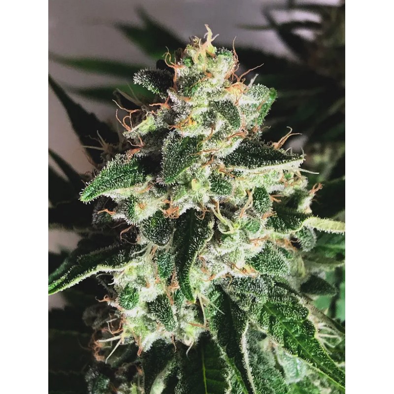 AUTO GOD'S GLUE · Ministry of Cannabis · semillas de marihuana · Auto Fem