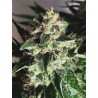 AUTO GOD'S GLUE · Ministry of Cannabis · semi di canapa indiana · Auto Fem
