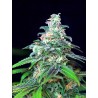 AUTO MANDARIN HAZE · Ministry of Cannabis · semillas de marihuana · Auto Fem