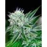 AUTO NORTHERN LIGHTS · Ministry of Cannabis · semillas de marihuana · Auto Fem