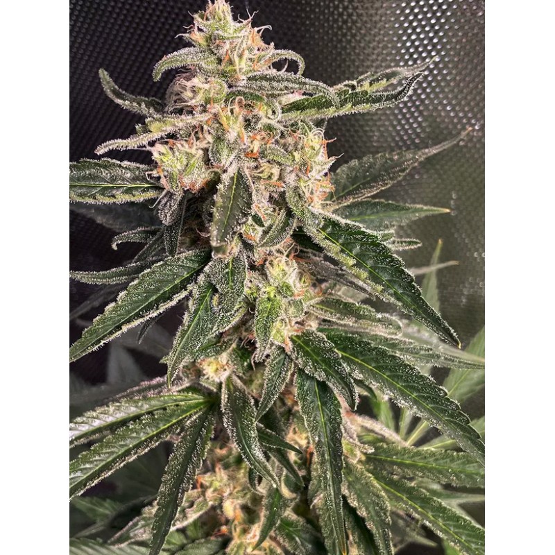 AUTO SWEET DONKEY · Ministry of Cannabis · semi di canapa indiana · Auto Fem