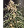 AUTO SWEET DONKEY · Ministry of Cannabis · semi di canapa indiana · Auto Fem