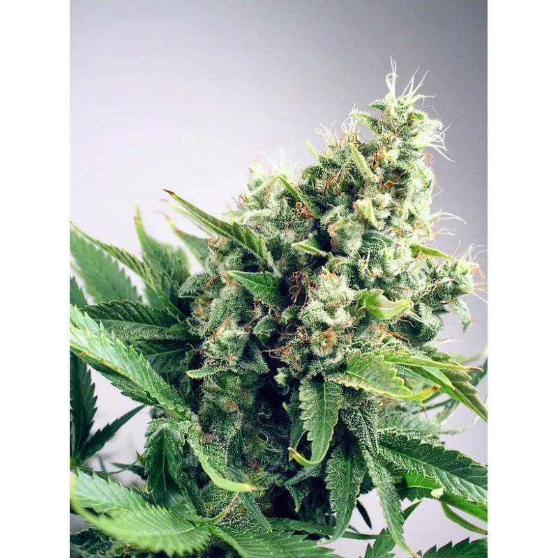 AUTO WHITE WIDOW · Ministry of Cannabis · cannabis seeds · Auto Fem