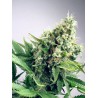 AUTO WHITE WIDOW · Ministry of Cannabis · cannabis seeds · Auto Fem