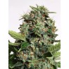 AUTOPILOT XXL · Ministry of Cannabis · semillas de marihuana · Auto Fem