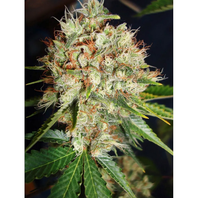 BIG BUD XXL · Ministry of Cannabis · semi di canapa indiana · Fem
