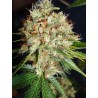 BIG BUD XXL · Ministry of Cannabis · semillas de marihuana · Fem