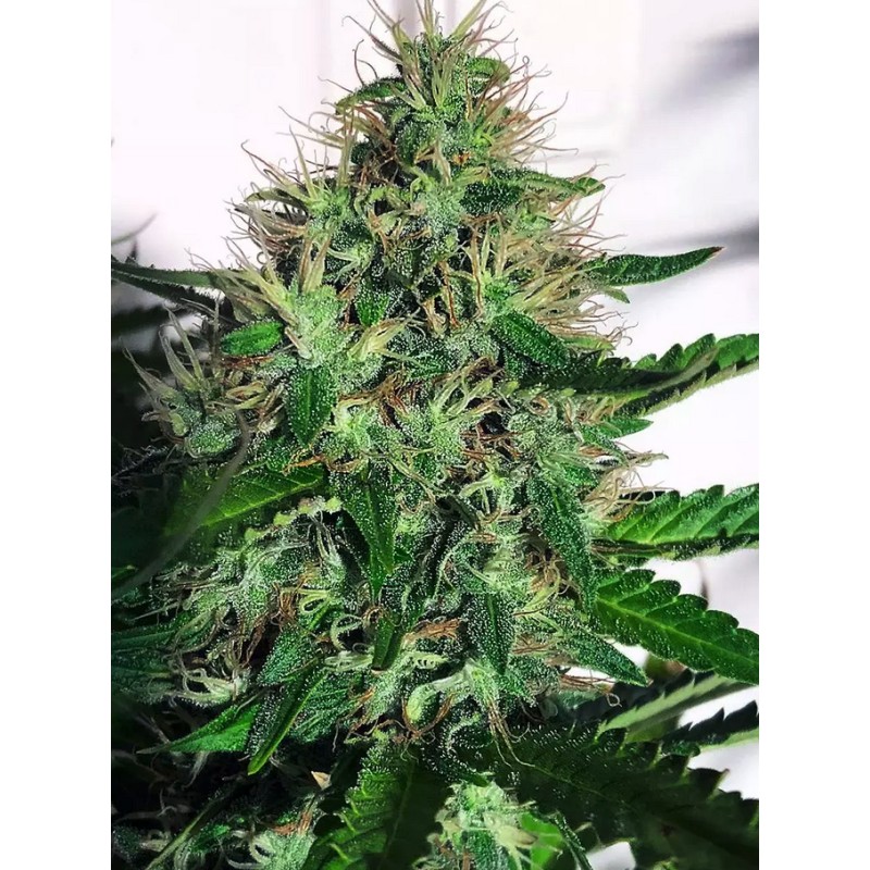 CANNABIS LIGHT · Ministry of Cannabis · semillas de marihuana · Fem