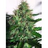 CANNABIS LIGHT · Ministry of Cannabis · semillas de marihuana · Fem