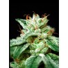 CBD STAR · Ministry of Cannabis · semi di canapa indiana · Fem