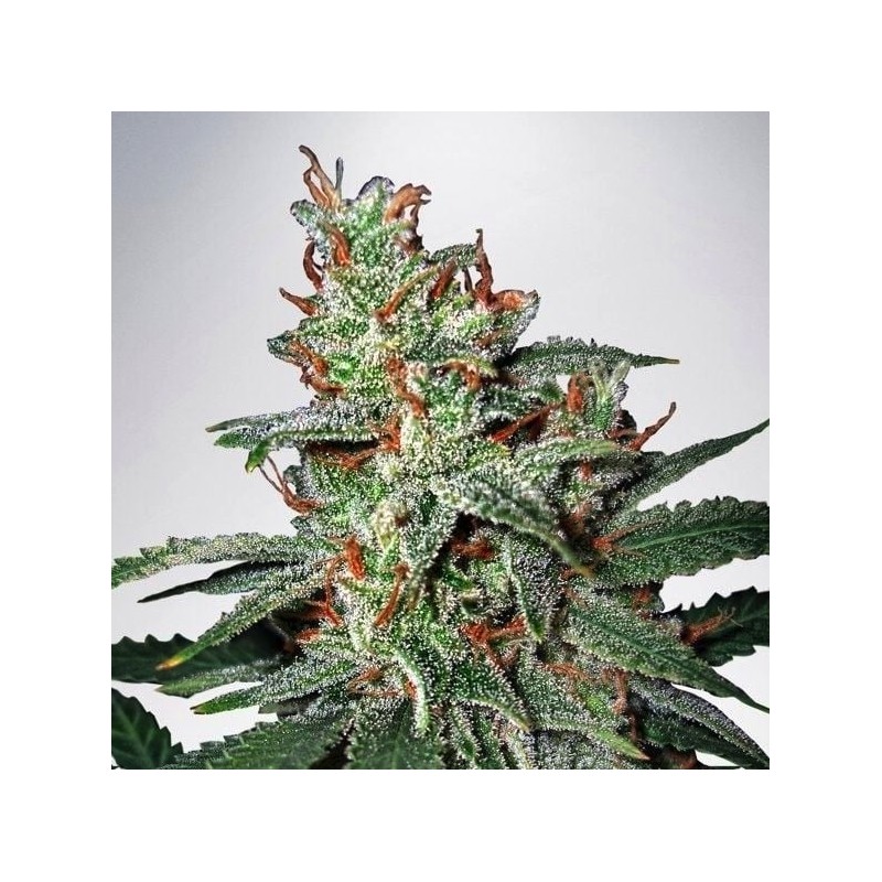 CARNIVAL · Ministry of Cannabis · semillas de marihuana · Fem