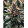 GOD'S GLUE · Ministry of Cannabis · semi di canapa indiana · Fem