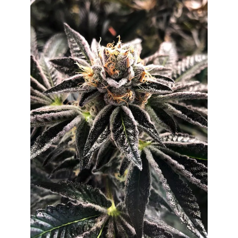 MANDARIN GELATO · Ministry of Cannabis · semillas de marihuana · Fem