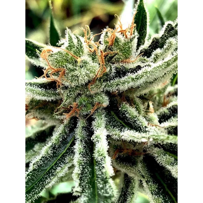 MANDARIN HAZE · Ministry of Cannabis · semillas de marihuana · Fem