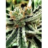 MANDARIN HAZE · Ministry of Cannabis · semillas de marihuana · Fem