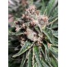 MARS MELLOW · Ministry of Cannabis · semillas de marihuana · Fem