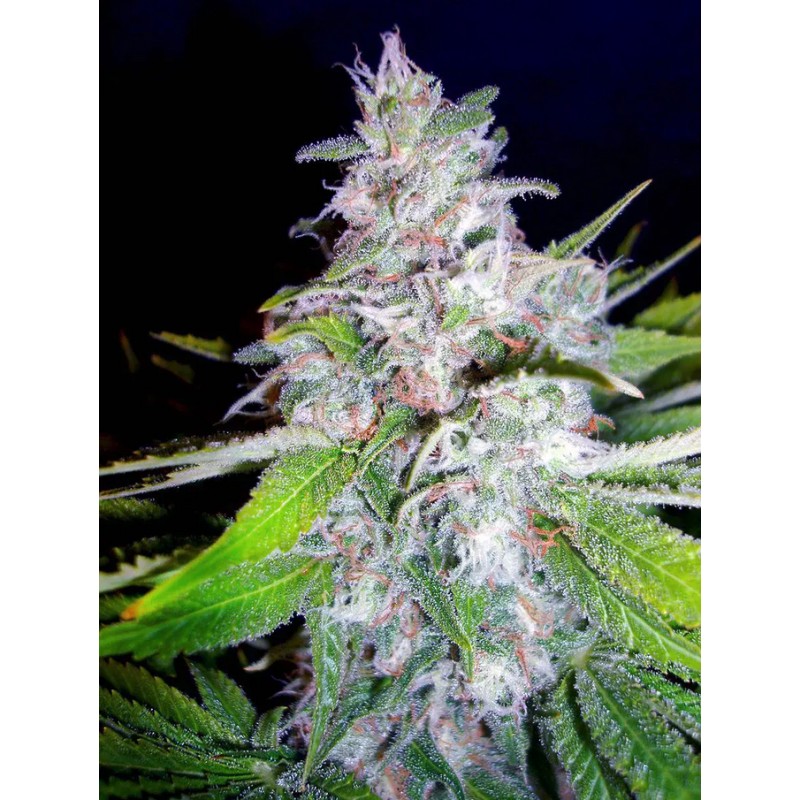 NORTHERN LIGTHS MOC · Ministry of Cannabis · semillas de marihuana · Fem