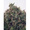 ULTRA WHITE AMNESIA · Ministry of Cannabis · semi di canapa indiana · Fem